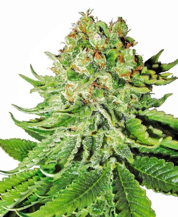 northern lights automatic xl1 1