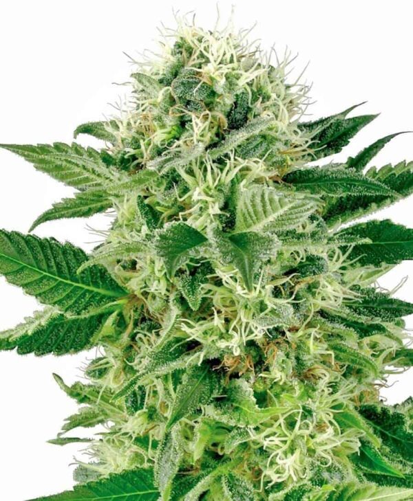 northern lights zenska xl1 1