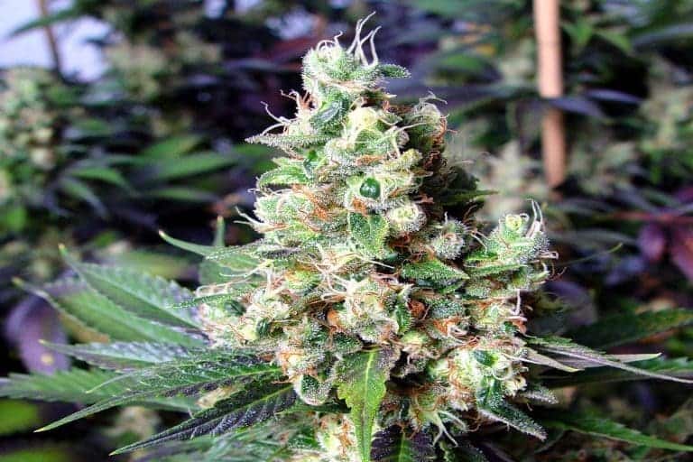 nyc diesel 31