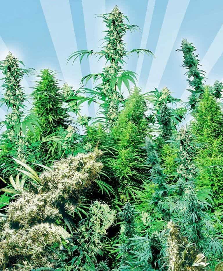 outdoor mix xl1