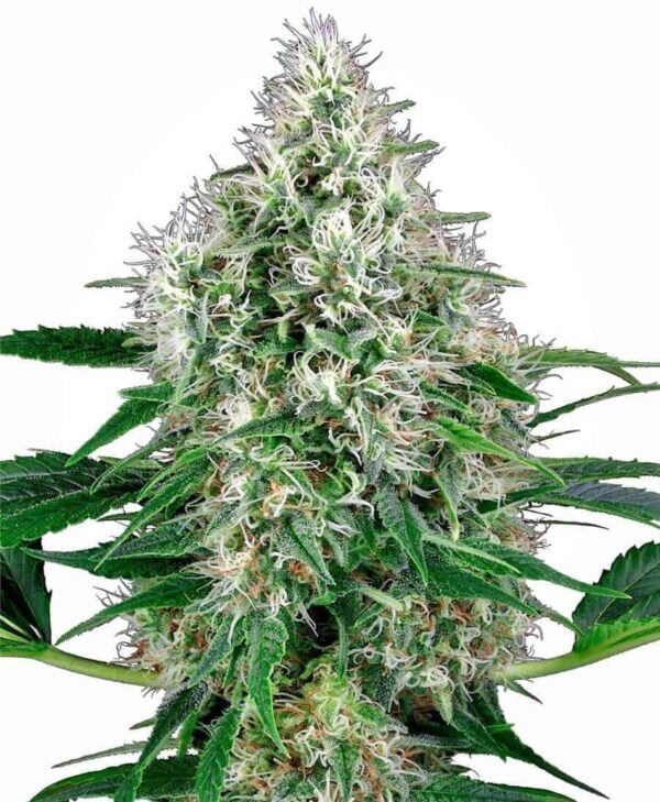 pure pure power plant autoflowering xl1 1