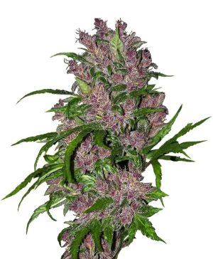 purple bud autoflowering xl1 1