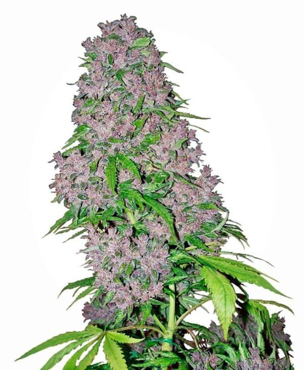 purple bud xl1 1