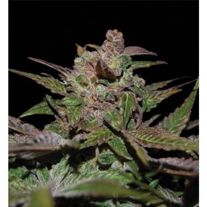 purple wreck 11