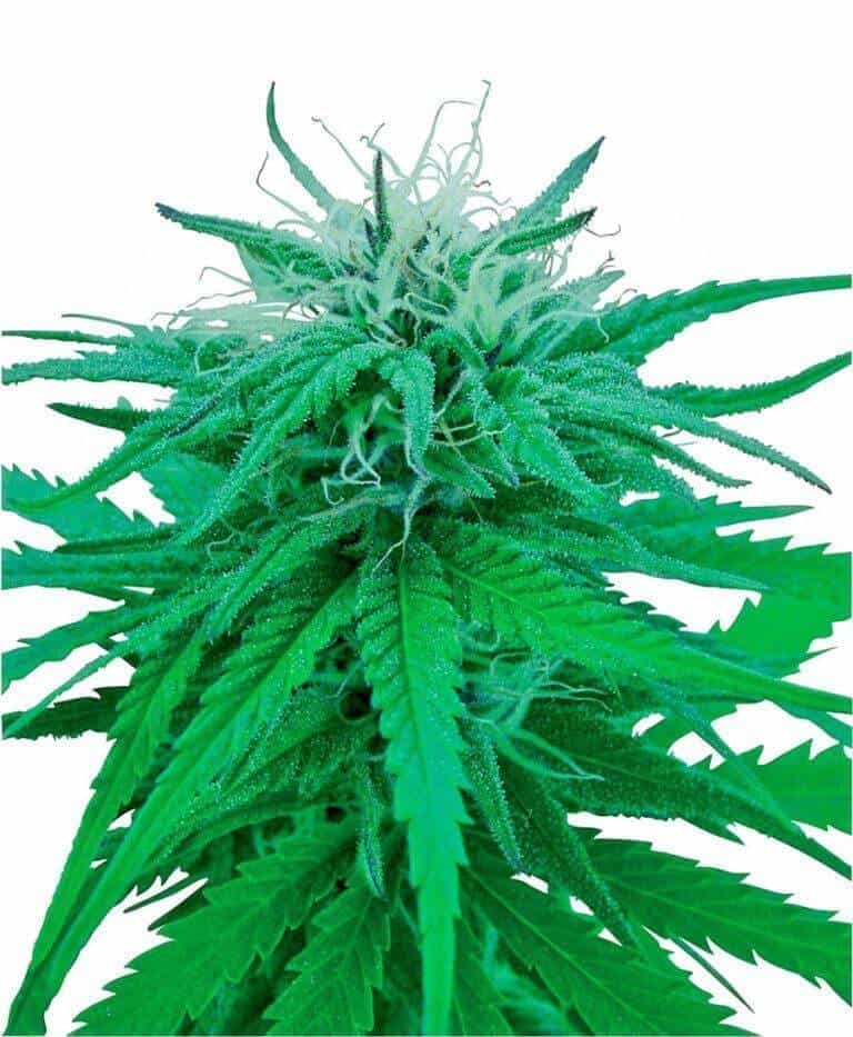 ruderalis indica xl1