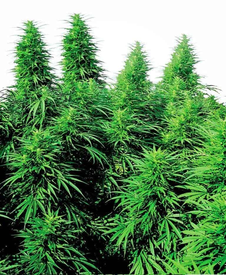 ruderalis skunk xl1
