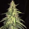 sage cbd41