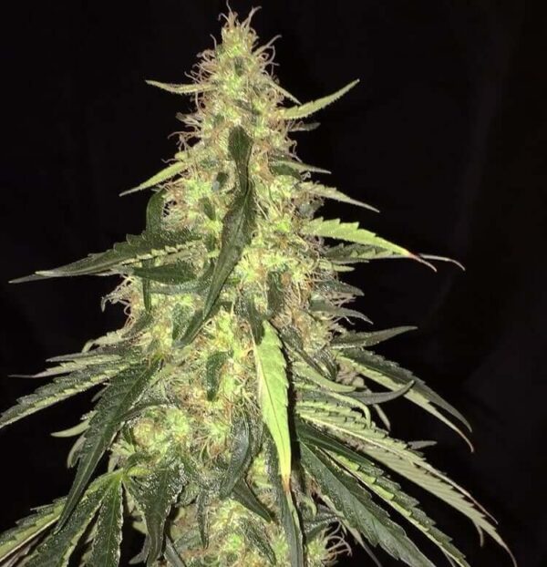 sage cbd41