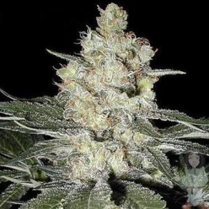 seedsman original skunk 1 seeds 5001