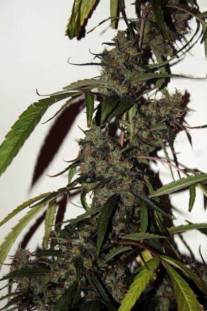 seedsman reg jungle wreck 21