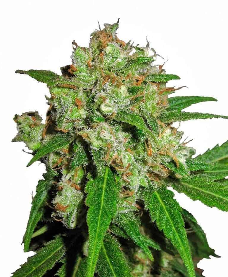 sensi skunk xl1