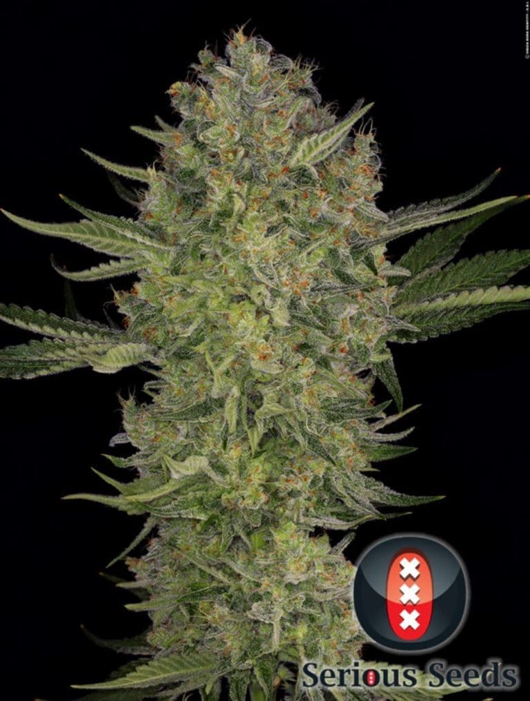 serious kush20 20topbud20 20pic20220OPT2051