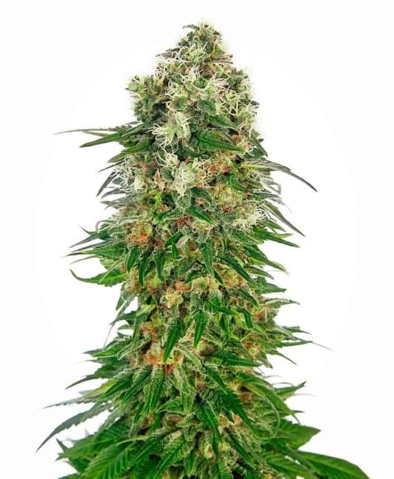 shiva skunk automatic xl1