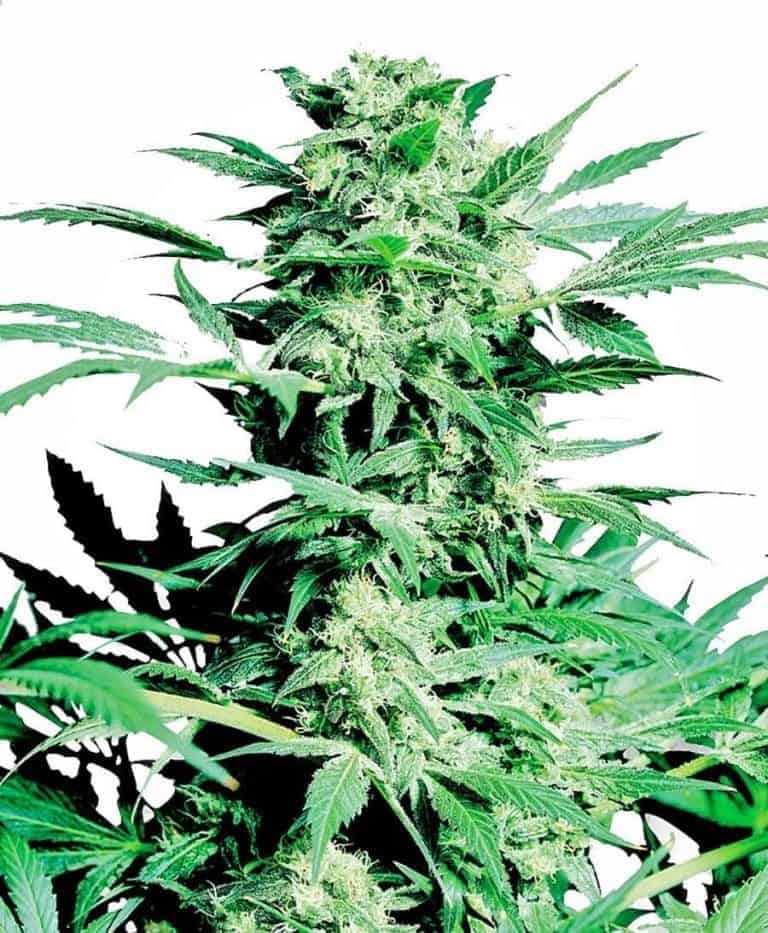 shiva skunk feminizowane xl1