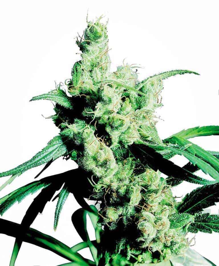 silver haze feminizowane