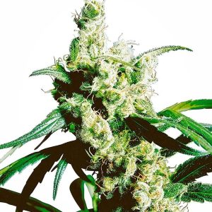 silver haze xl1