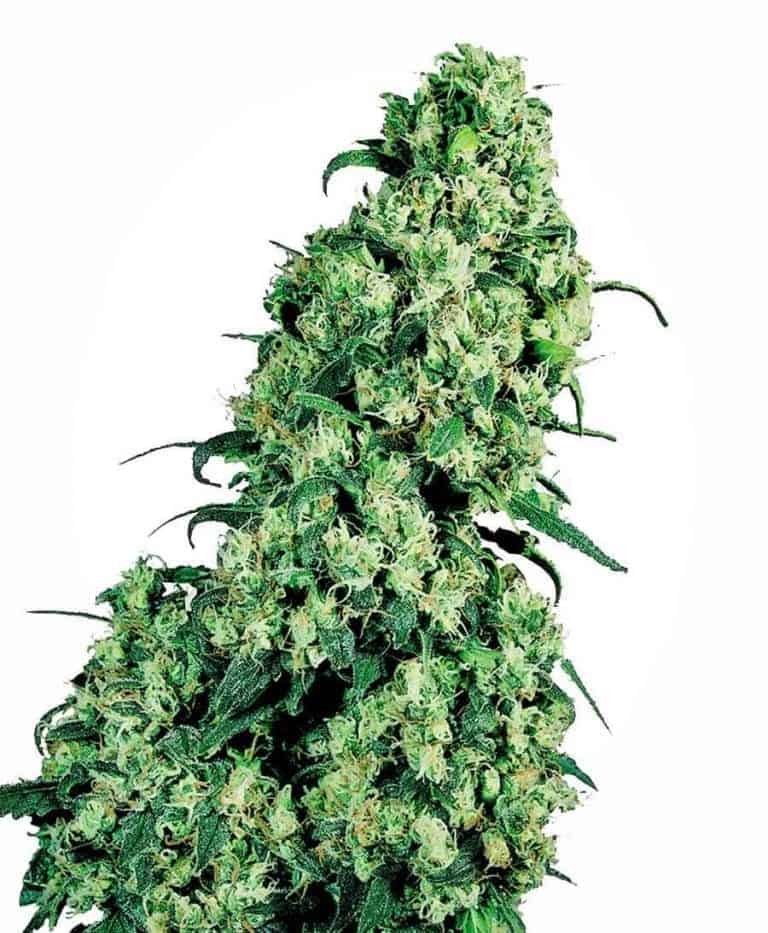 skunk 1 feminizowane xl1