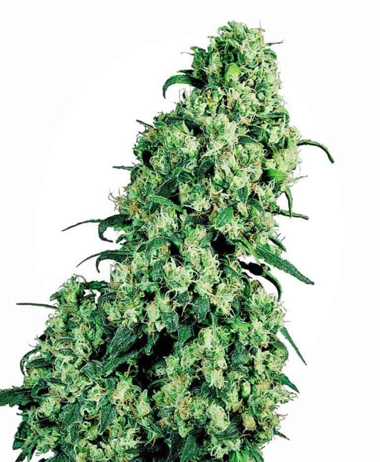 skunk 1 xl1