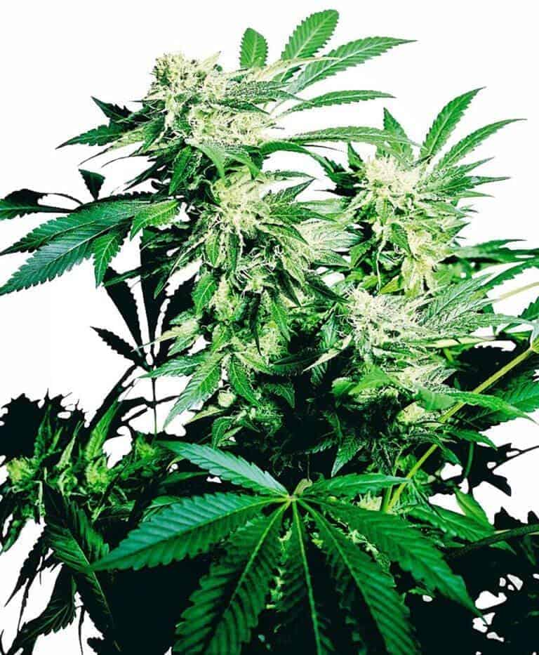skunk kush feminizowane xl1