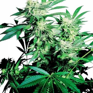 skunk kush xl1