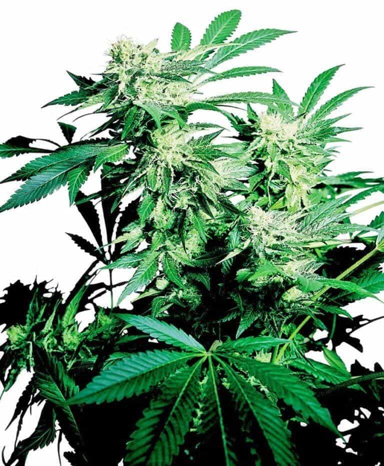 skunk kush xl1