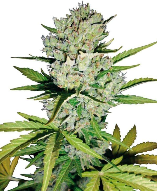 super skunk autoflowering xl1 1