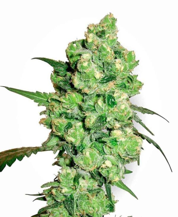 super skunk xl3