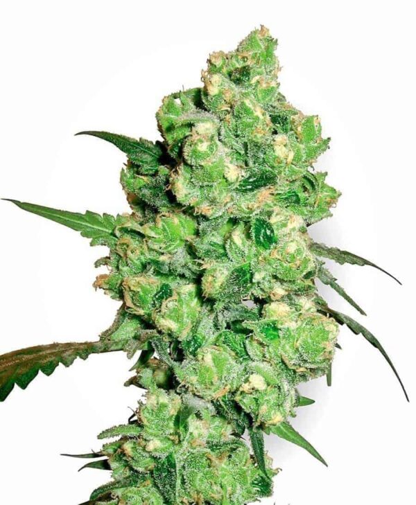 super skunk zenska xl1 1