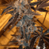 the cali connection seeds la cookies 1 11