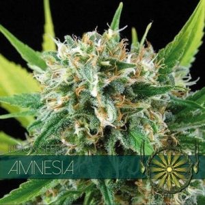 vision seeds amnesia 500x500 1 500x5001