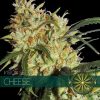 vision seeds cheese 500x500 1 500x5001