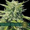 vision seeds crystal queen 500x500 1 500x5001