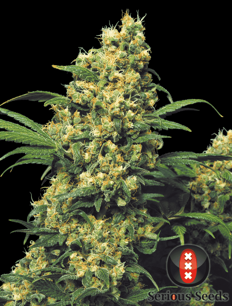 warlock topbud choice 2 pic1
