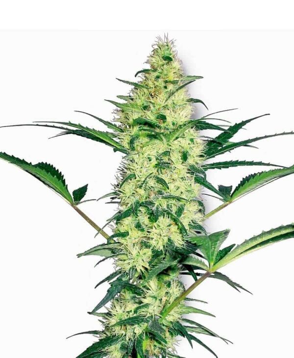white diesel zenska xl1 1