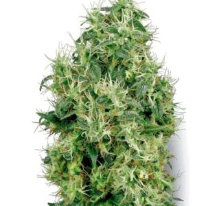 white gold zenskie xl1 1