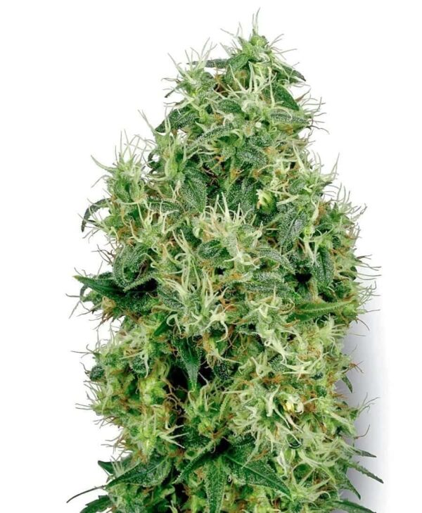 white gold zenskie xl1 1