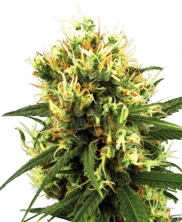white haze autoflowering xl1 1