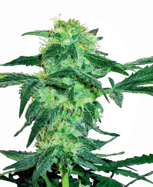 white ice zenska xl1 1