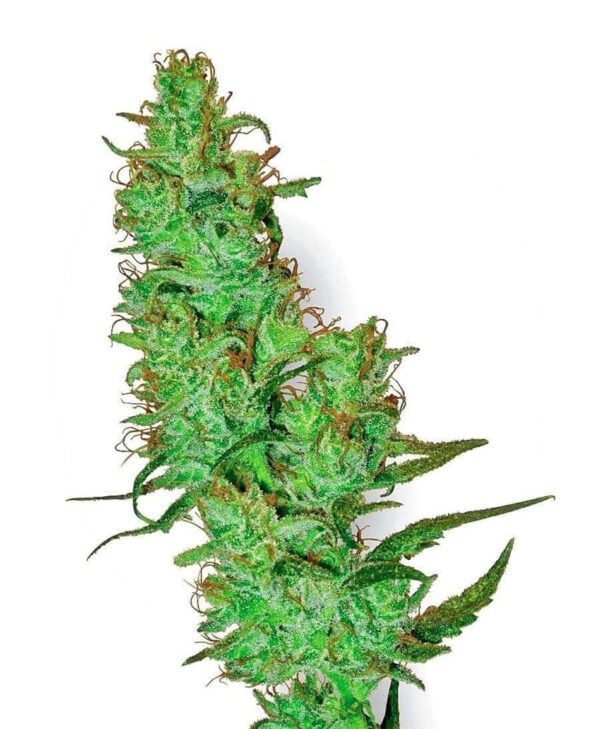 white label jack herer xl1 1