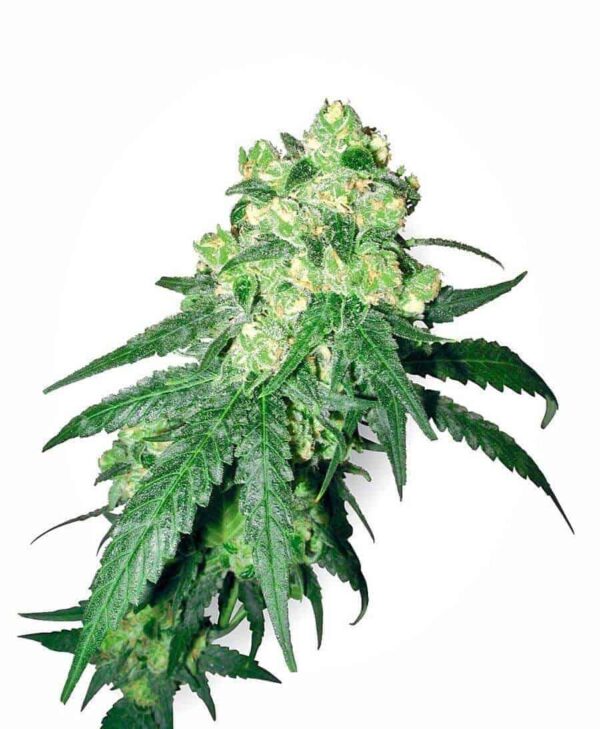 white label rhino xl1 1