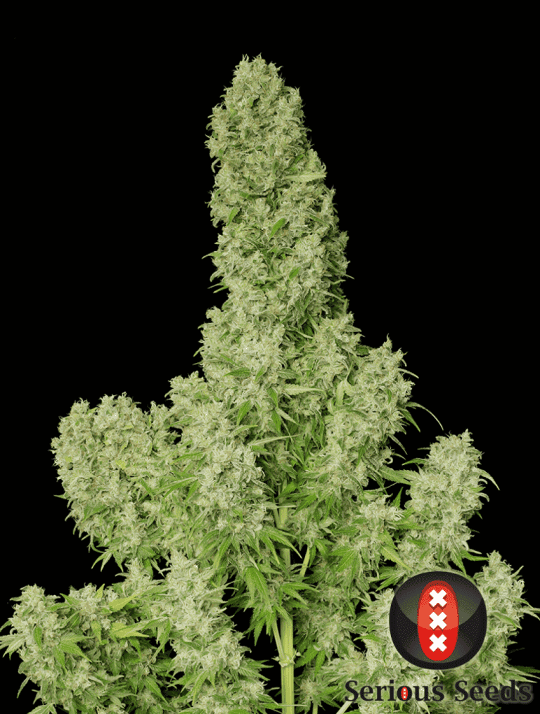 white russian whole plant choice 2 pic1