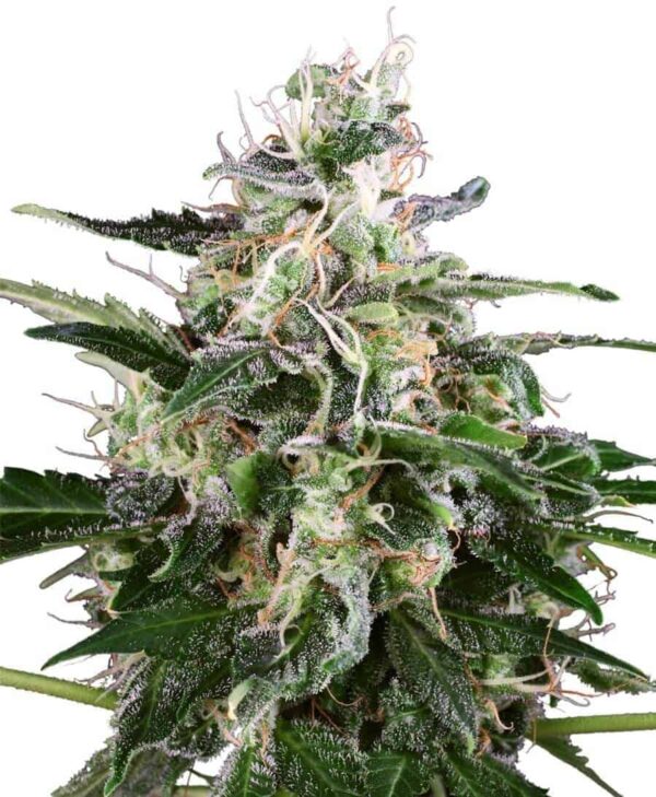 white skunk autoflowering xl1 1