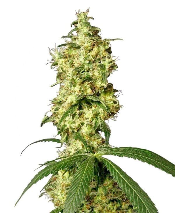white widow automatic nasiona marihuany