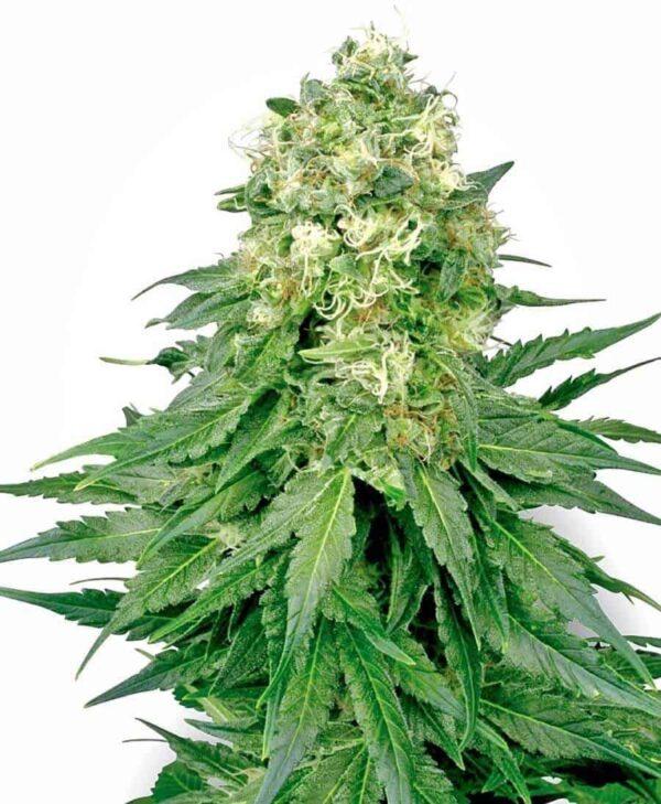 white widow regular