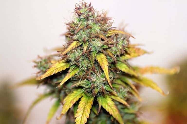 xseedsman auto kush 1.jpg.pagespeed.ic .Z3PsmU9MGM1