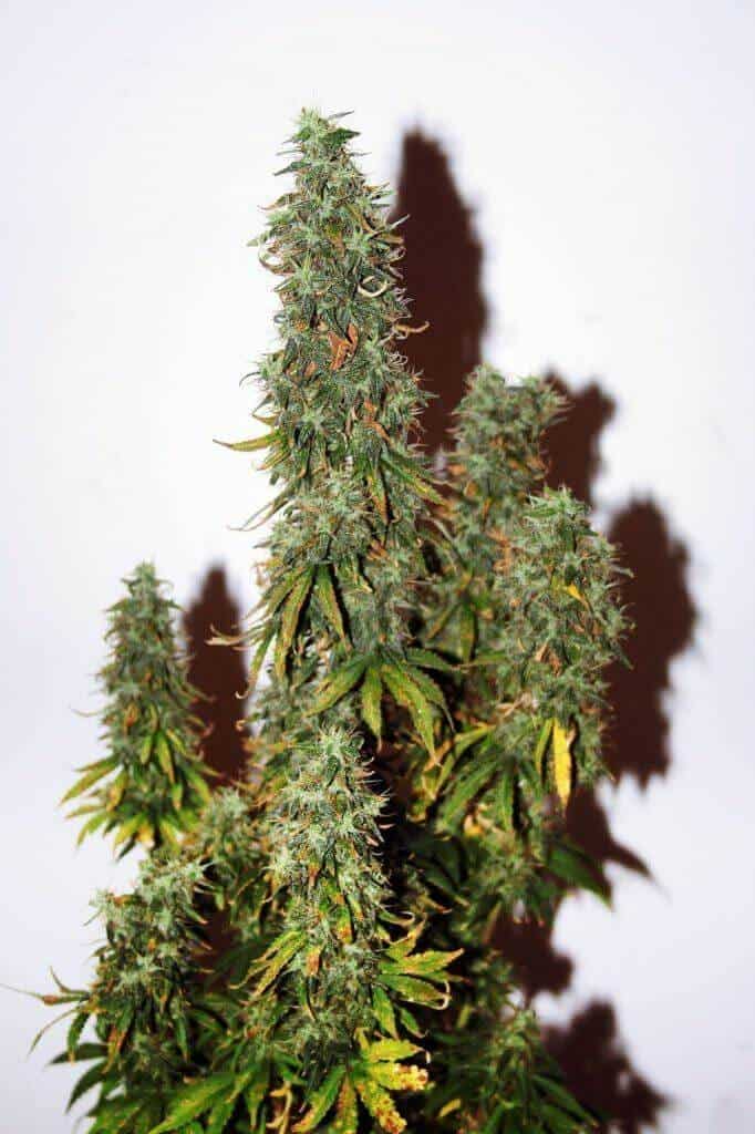 xseedsman auto onyx 1.jpg.pagespeed.ic .uOFOm6RIaz1