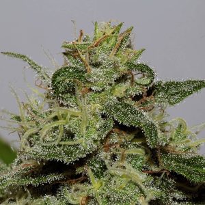 xseedsman cbd critical mass 4.jpg.pagespeed.ic . WGlvtGicU1