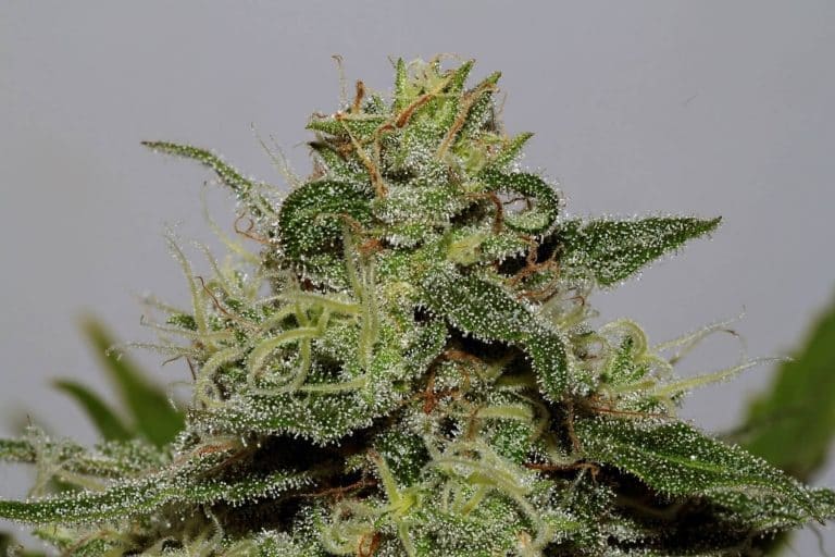 xseedsman cbd critical mass 4.jpg.pagespeed.ic . WGlvtGicU1
