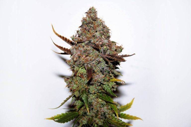 xseedsman fem original skunk 1.jpg.pagespeed.ic .fE7 KGlTlu1