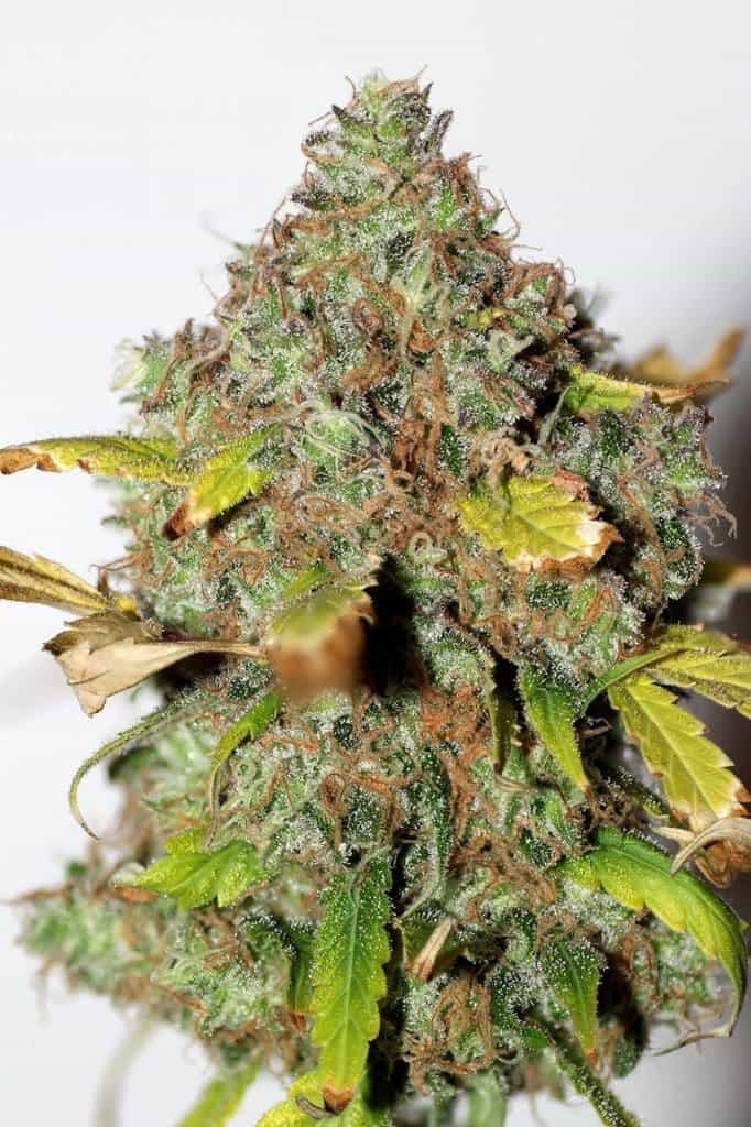 xseedsman fem power africa 41.jpg.pagespeed.ic .Yd5UEAT4Qe1